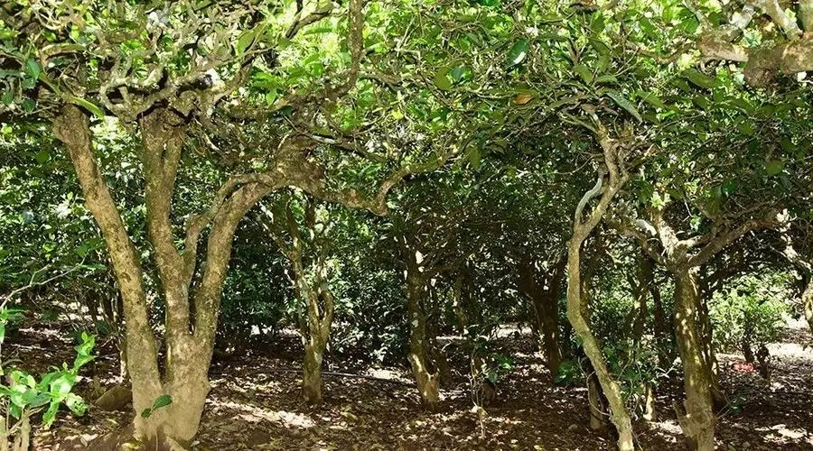 2023年勐庫大忠山古樹春茶多少錢一公斤？