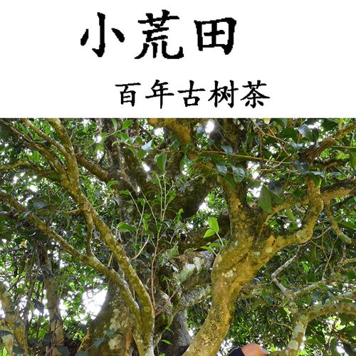 2023年勐庫小荒田古樹春茶特點(diǎn)？