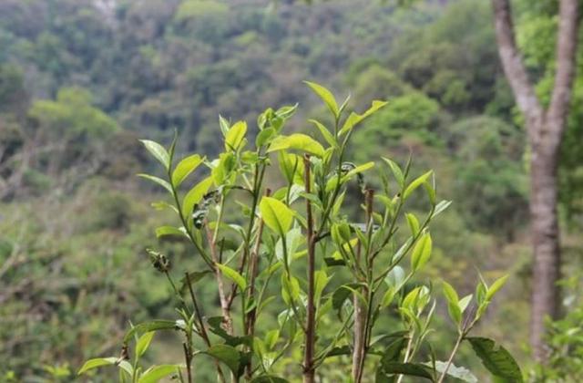 2023年勐庫那蕉古樹春茶品質(zhì)如何？