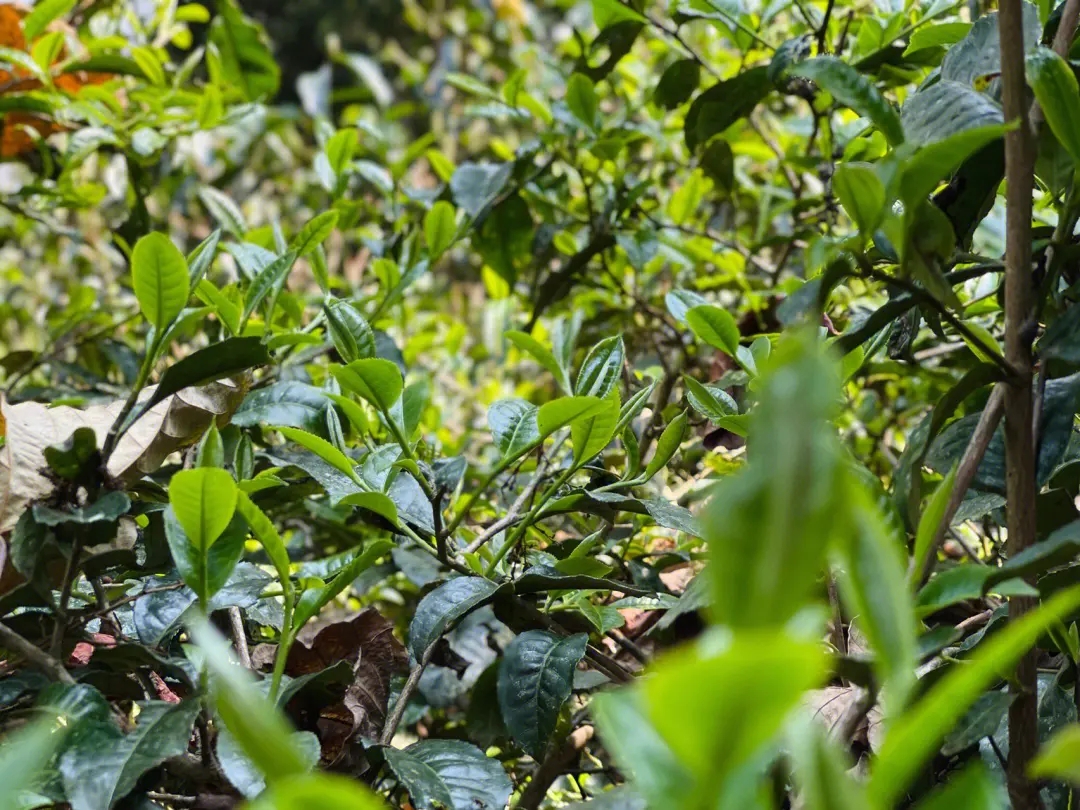 2023年勐庫那蕉古樹春茶多少一公斤？