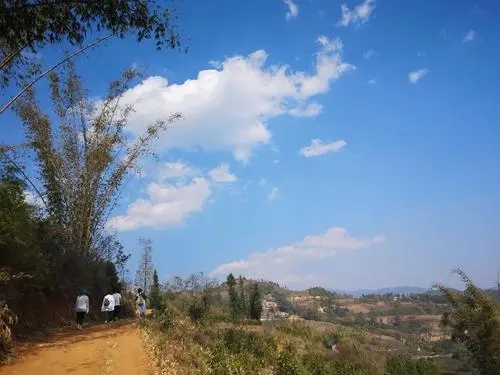 2023年勐庫豆腐寨古樹春茶特點是什么？