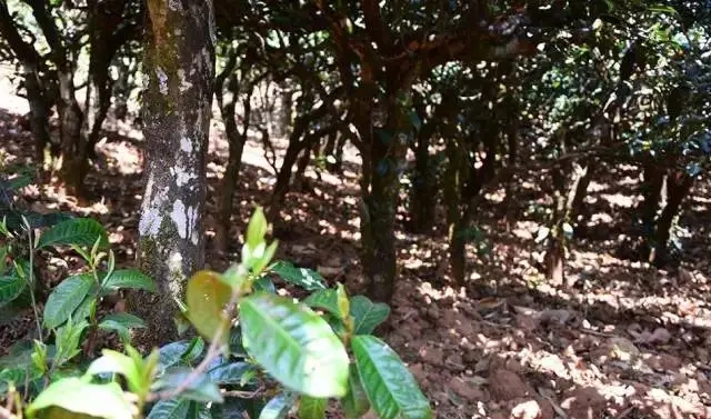 2023年勐庫豆腐寨古樹春茶價格是多少？