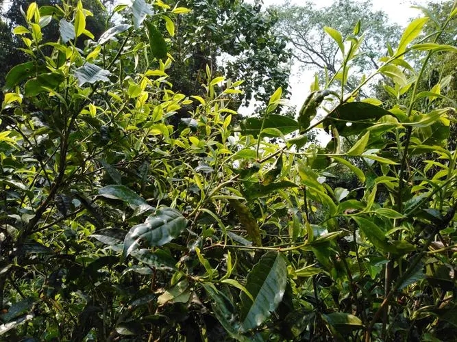 2023年勐庫河邊寨古樹特點是什么？