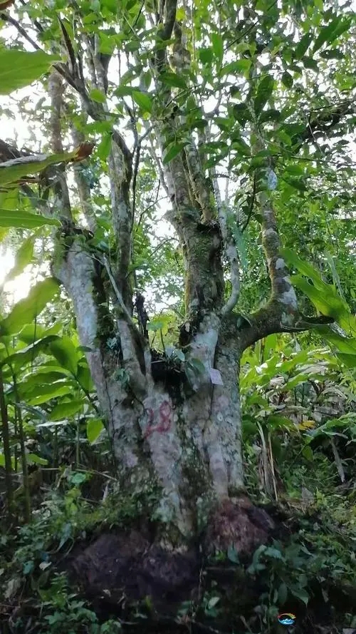 2023年麻栗坡古樹春茶品質(zhì)如何？