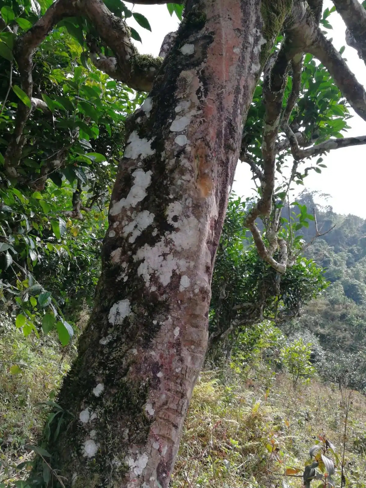 2023年麻栗坡古樹春茶特點是什么？