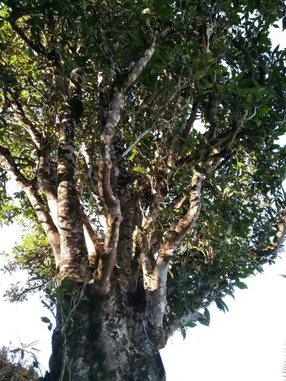 2023年麻栗坡古樹春茶口感怎么樣？