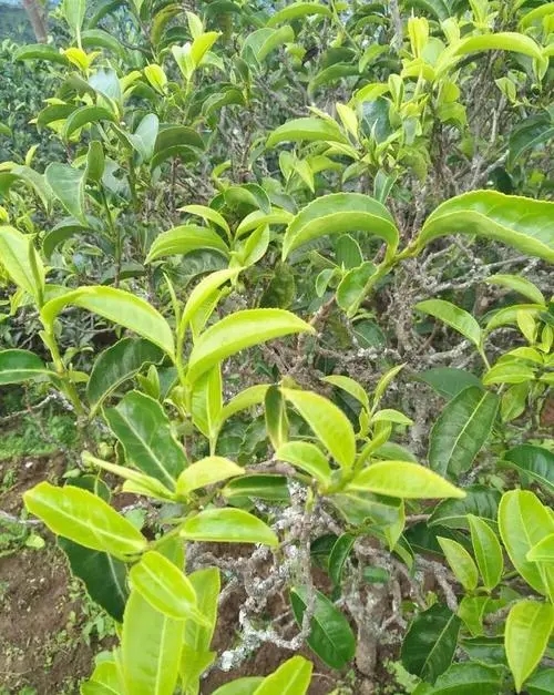 2023年鍋底塘古樹春茶品質(zhì)怎么樣？