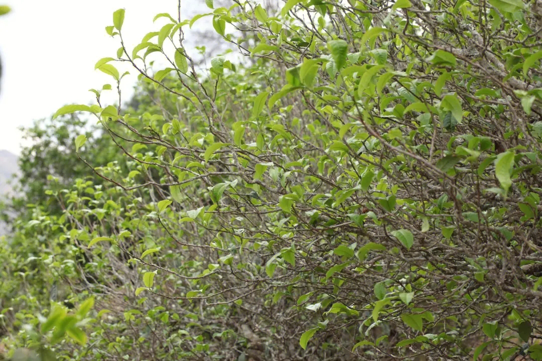 2023年鍋底塘古樹春茶價格多少？