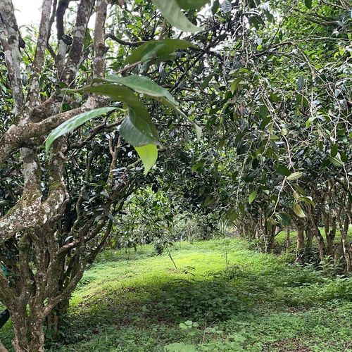 2023年永德大雪山古樹春茶特點是什么？