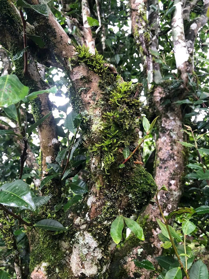 2023年永德大雪山古樹春茶品質(zhì)如何？