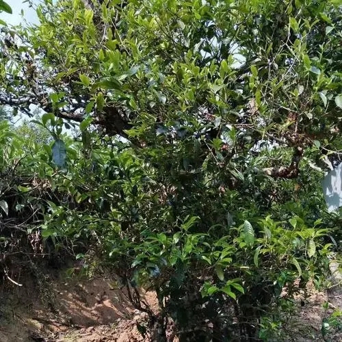 2023年永德大雪山古樹春茶口感怎么樣？