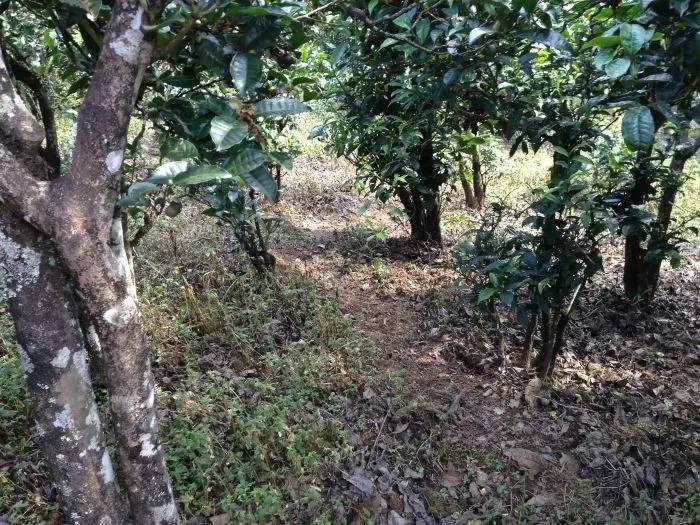 2023年永德大雪山古樹春茶價格是多少？