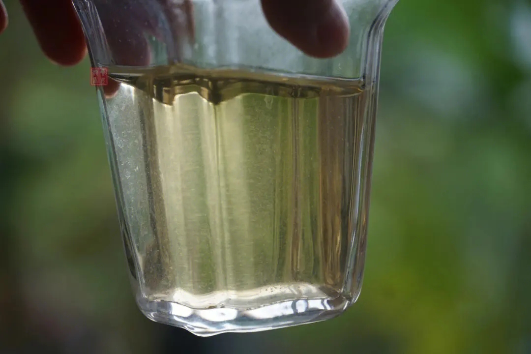 2023年多依樹古樹春茶價格是多少？