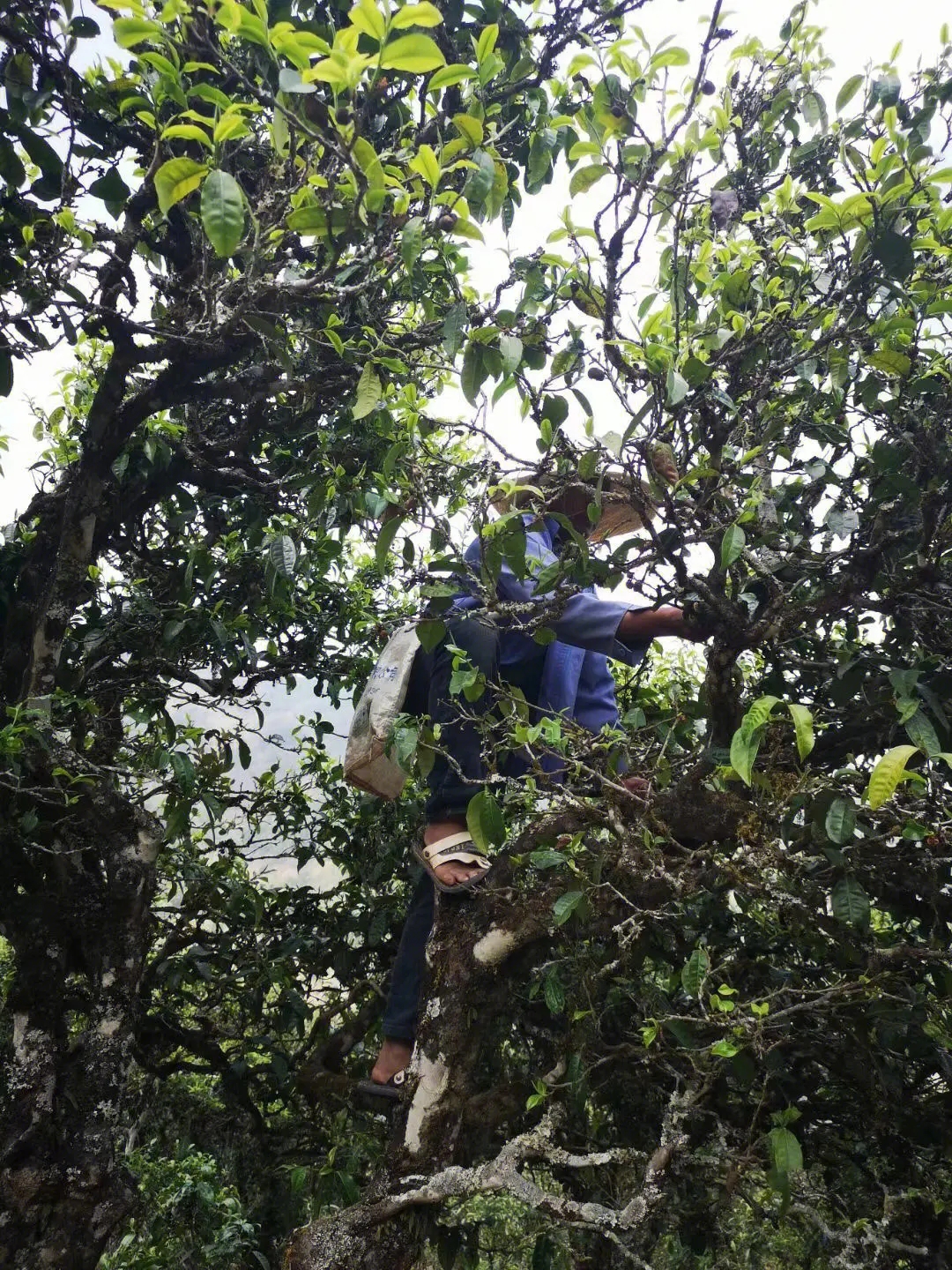 2023年寧洱擺尾箐古樹春茶品質(zhì)如何？