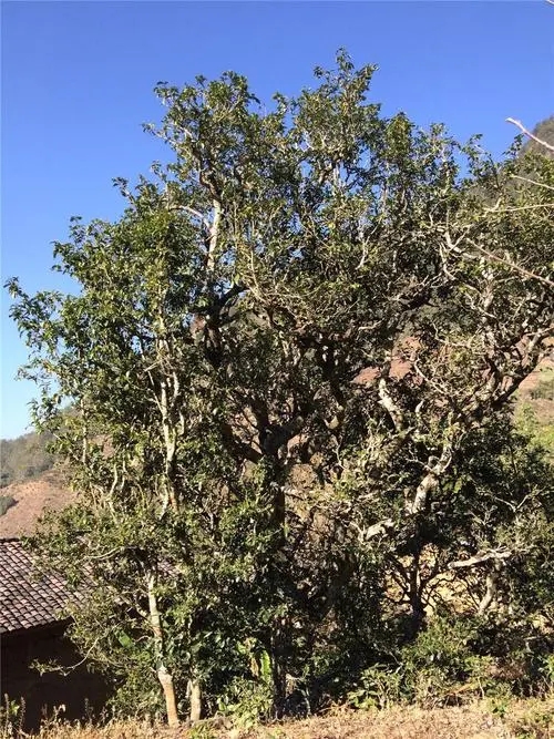 2023年寧洱擺尾箐古樹春茶價格是多少？