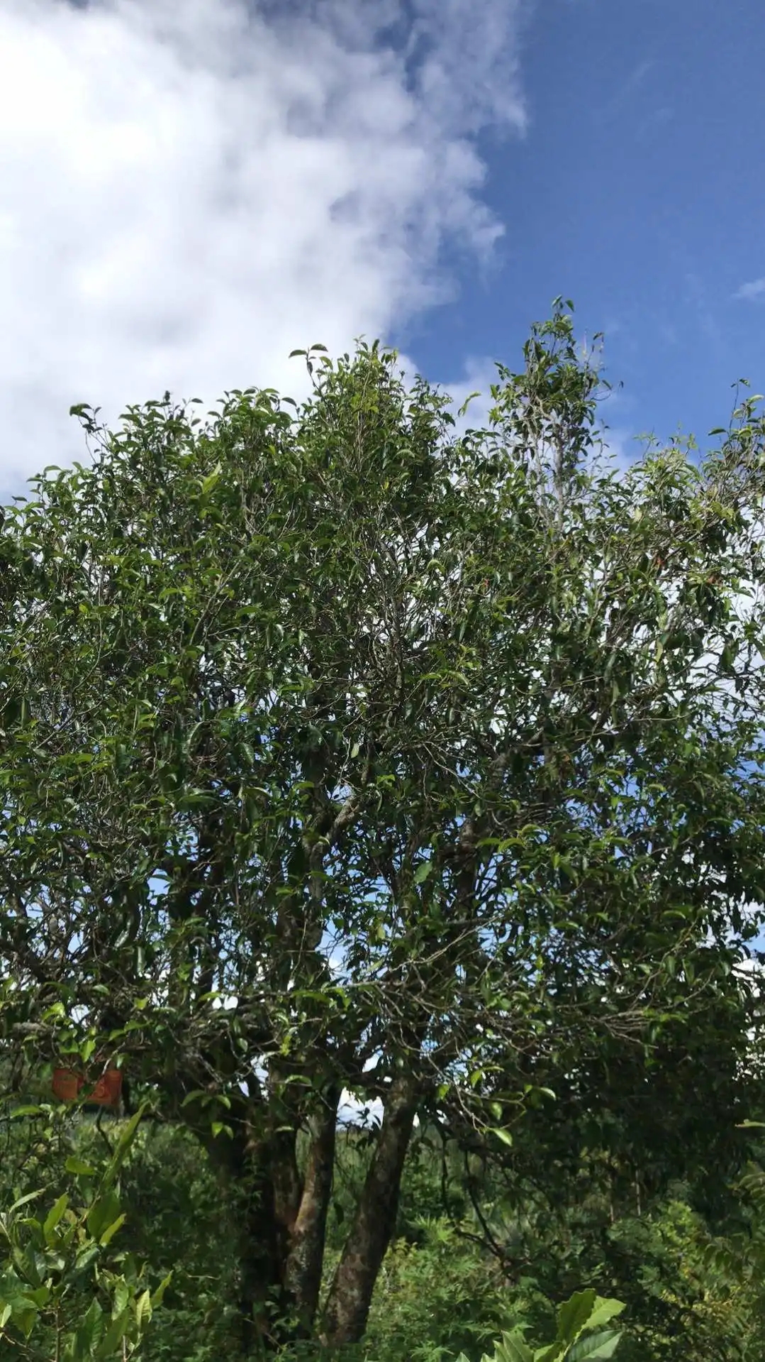 2023年鎮(zhèn)沅老烏山古樹春茶口感怎么樣？