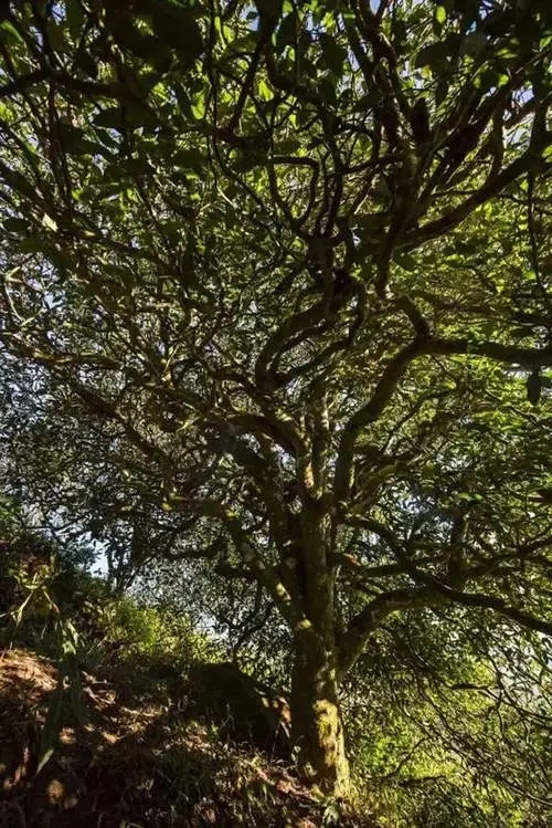 2023年鎮(zhèn)沅老烏山古樹春茶品質(zhì)如何？