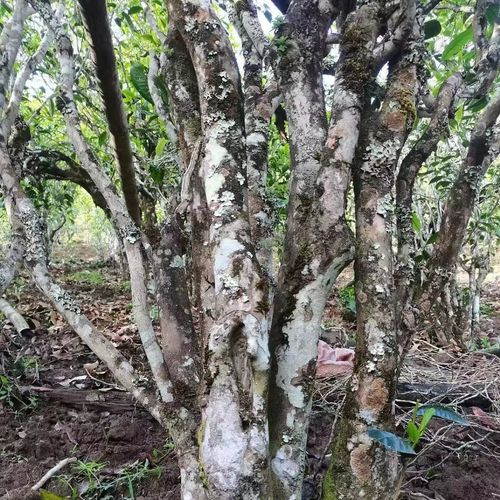 2023年鎮(zhèn)沅老烏山古樹春茶價格是多少？