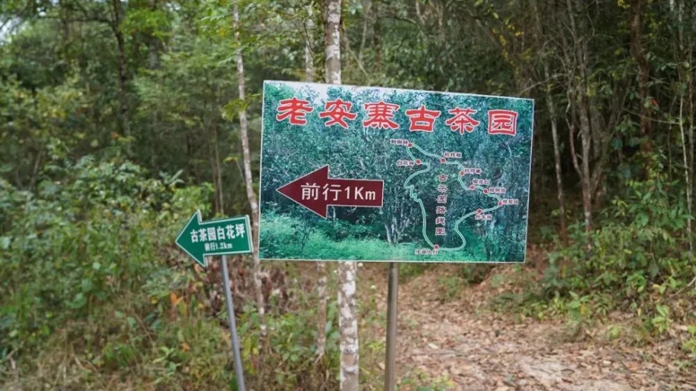 2023年普洱老安寨古樹(shù)春茶特點(diǎn)是什么？