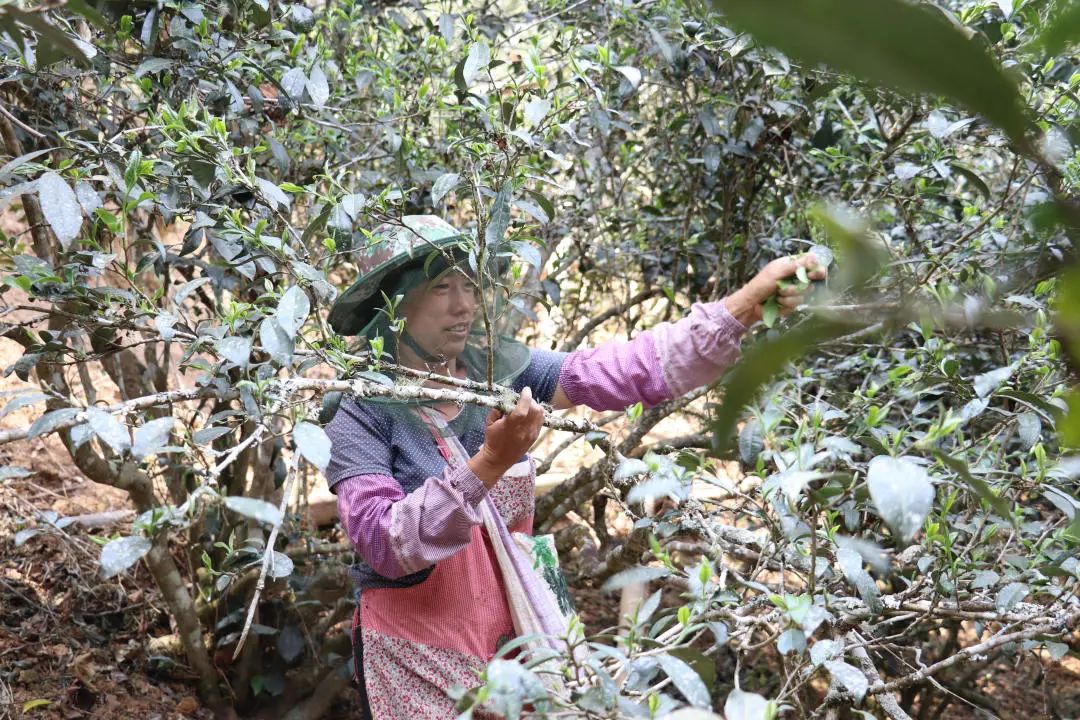 2023年普洱老安寨古樹(shù)春茶口感怎么樣？