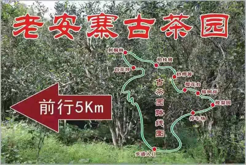 2023年普洱老安寨古樹(shù)春茶品質(zhì)如何？
