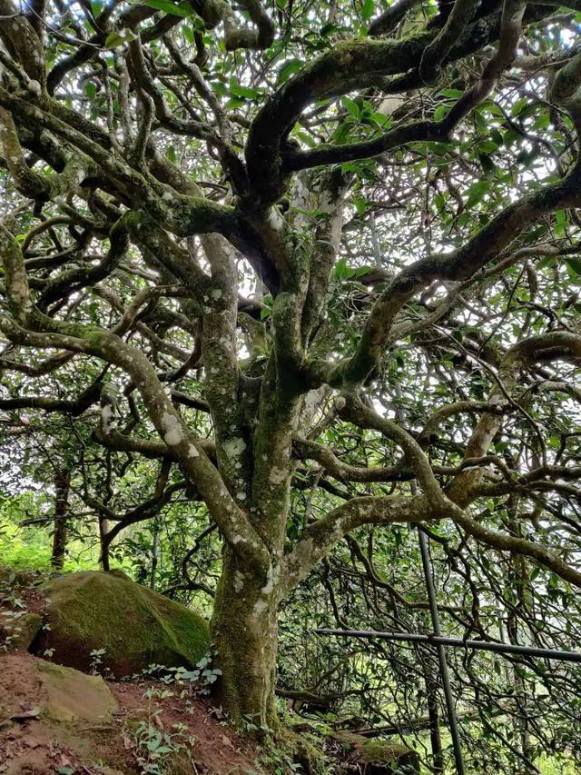 2023年千家寨古樹(shù)春茶品質(zhì)如何？