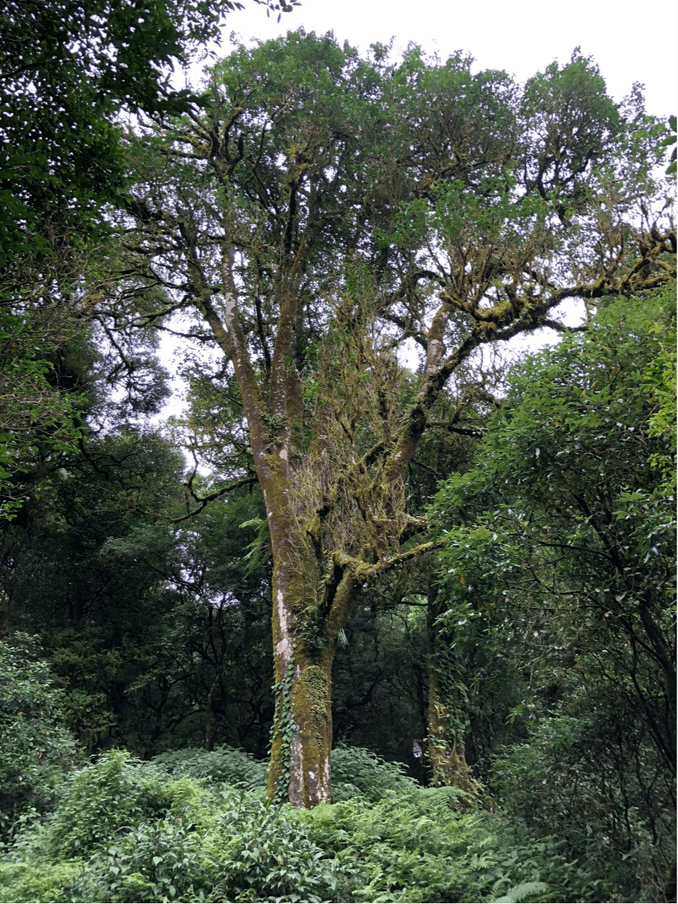 2023年千家寨古樹(shù)春茶價(jià)格是多少？