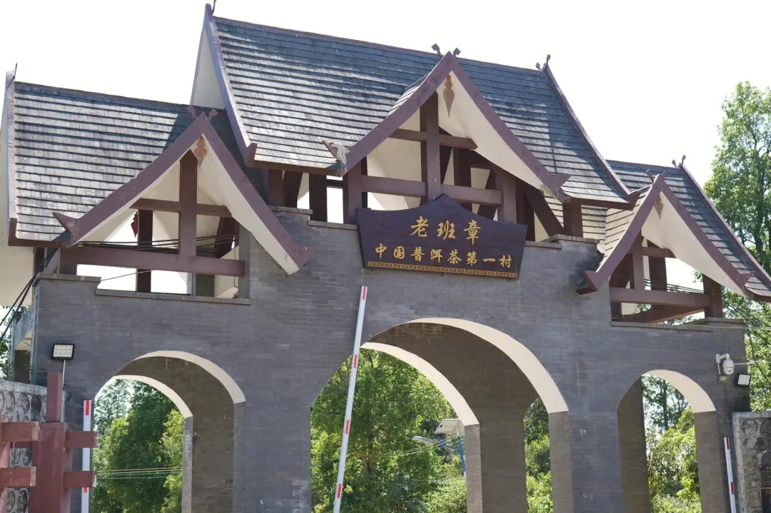 2024年老班章古樹(shù)春茶價(jià)格是多少？