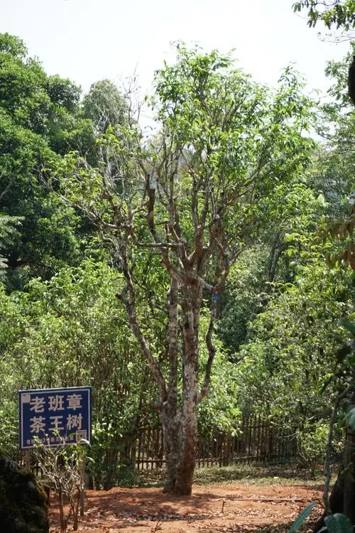 2024年老班章古樹春茶特點是什么？