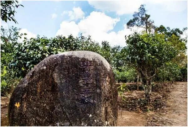 2024年老班章古樹春茶多少一公斤？