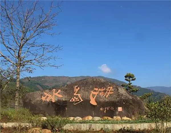 2024年冰島老寨古樹春茶品質怎么樣？