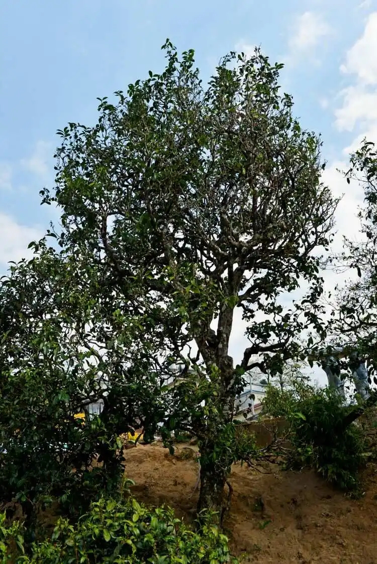 2024年冰島老寨古樹春茶口感是什么？