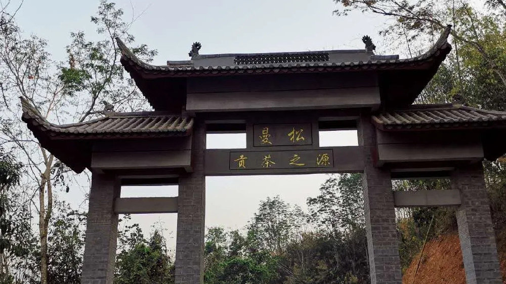 2024年曼松古樹春茶品質如何？