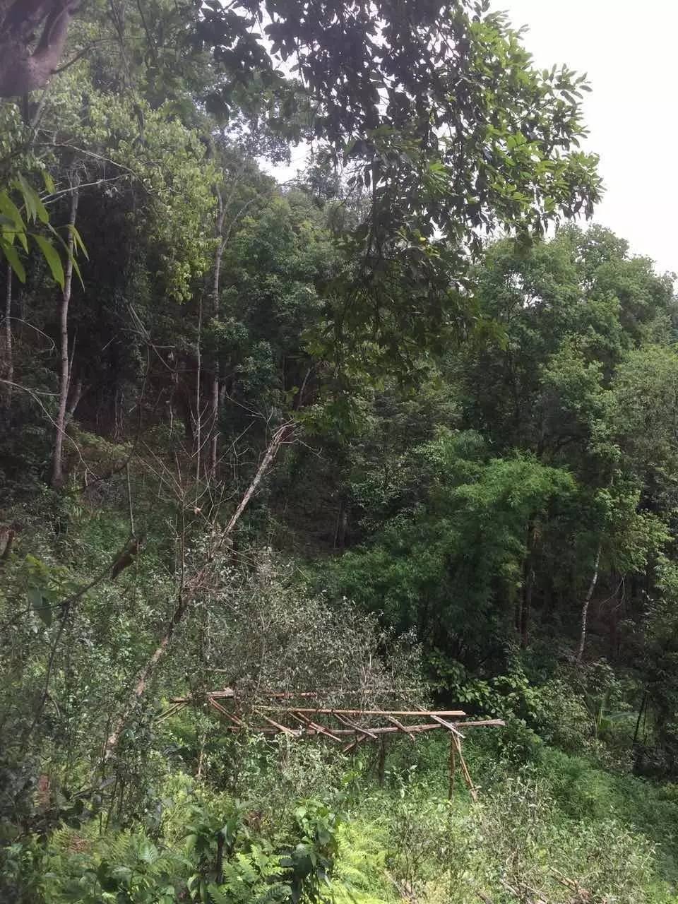 2024年曼松古樹春茶特點是什么？