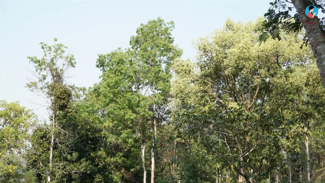 2024年曼松古樹春茶多少錢一公斤？