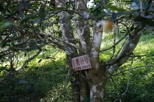 2024年薄荷塘古樹春茶特點是什么？