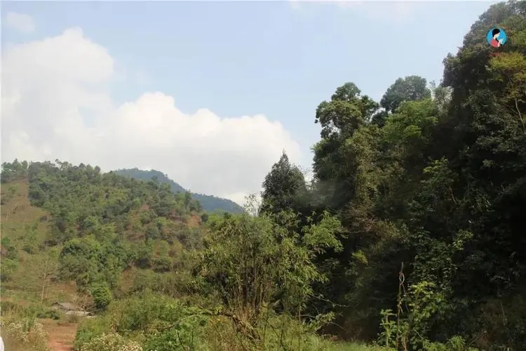 2024年薄荷塘古樹春茶品質怎么樣？