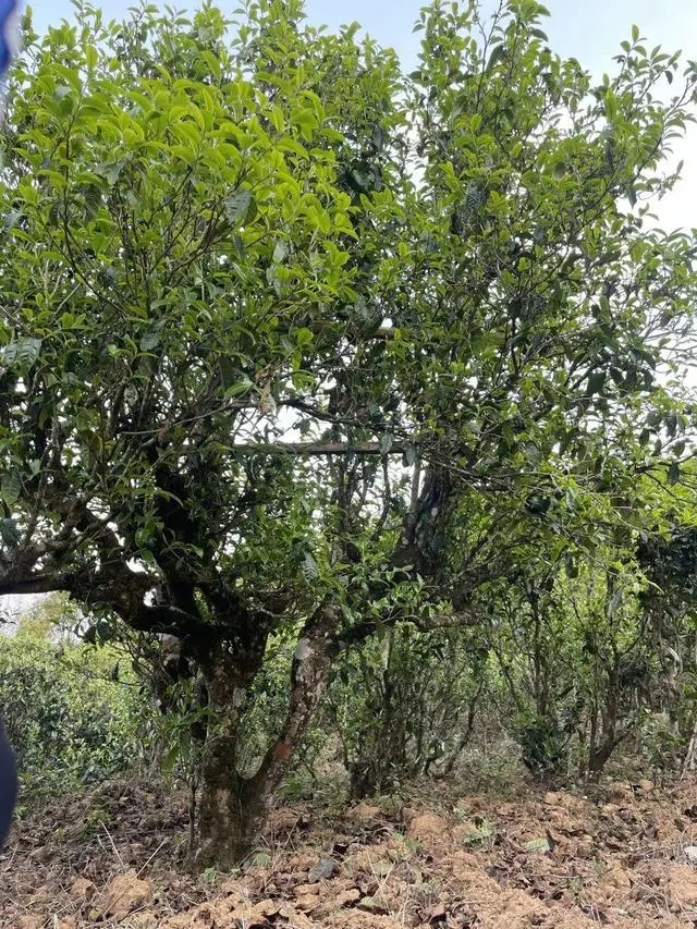 2024年薄荷塘古樹春茶價格是多少？