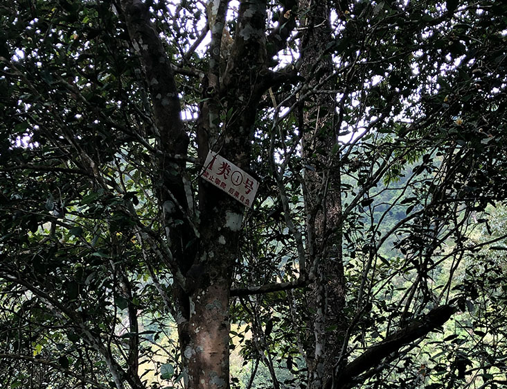 2024年薄荷塘古樹春茶多少錢一公斤？