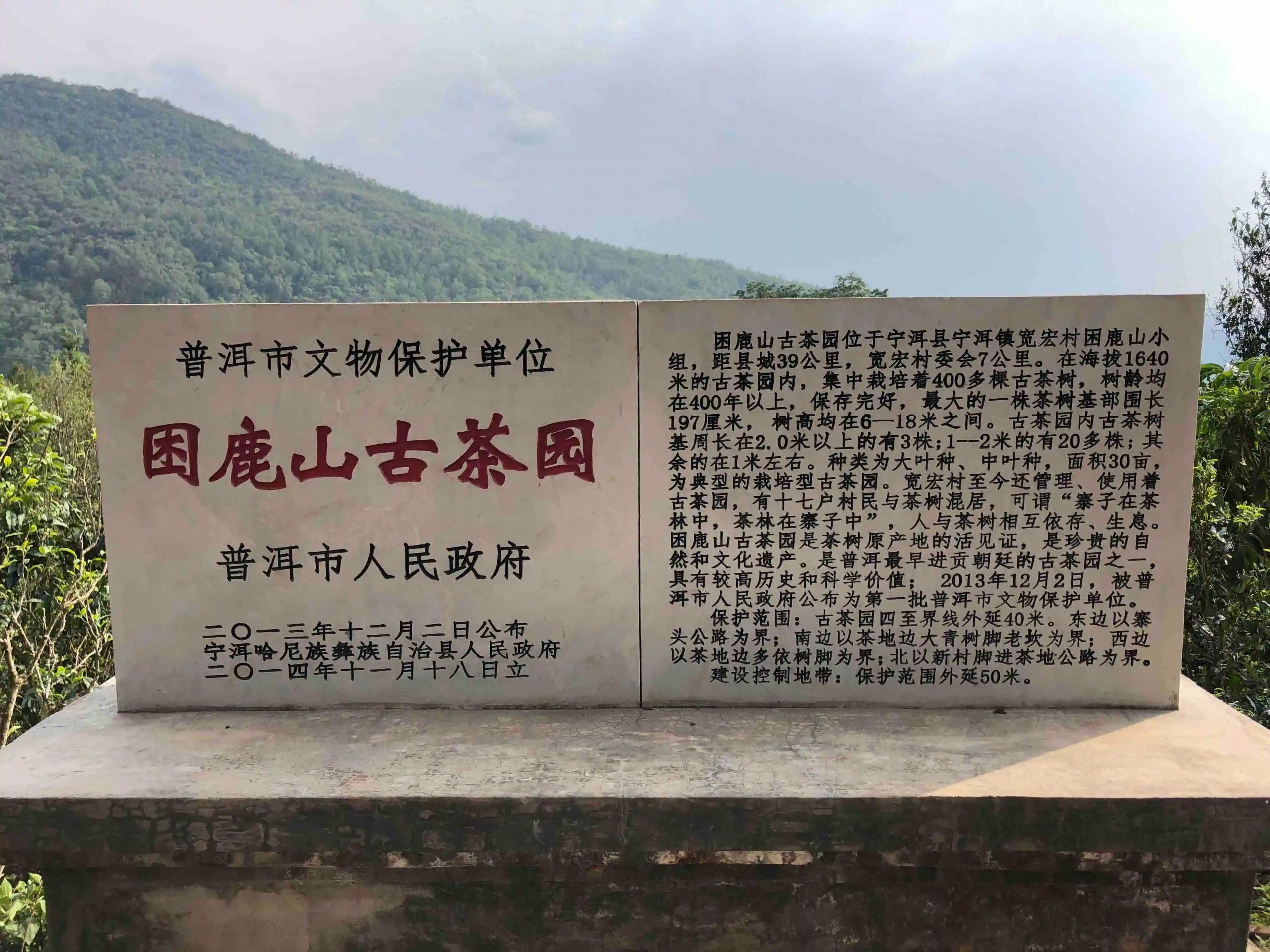 2024年困鹿山古樹春茶品質怎么樣？