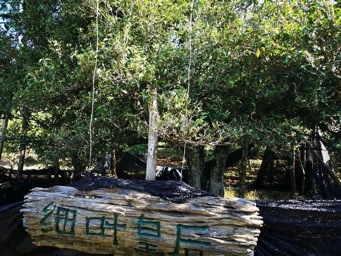 2024年困鹿山古樹春茶口感如何？