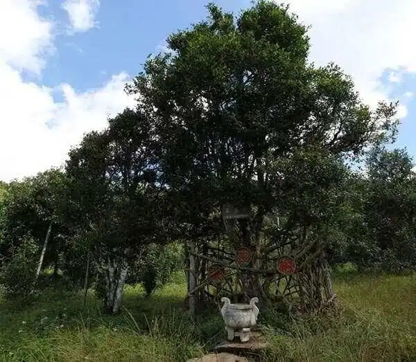 2024年困鹿山古樹春茶價格是多少？