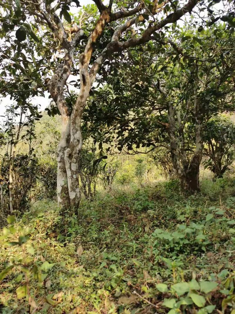 2024年迷帝古樹春茶品質怎么樣？