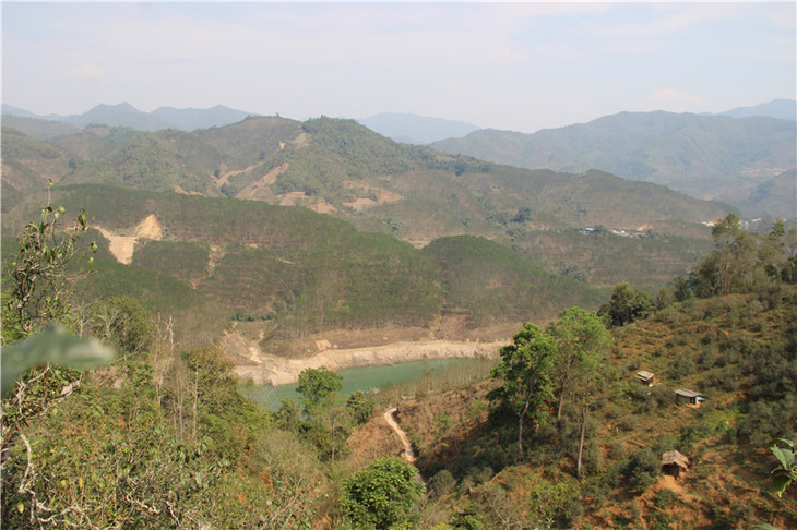 2024年昔歸古樹春茶口感是什么？