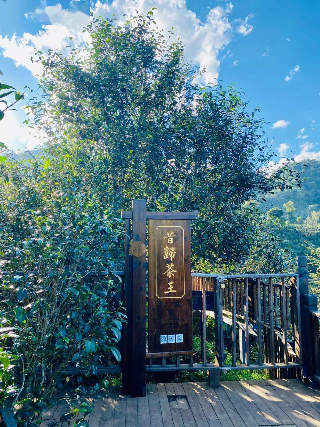 2024年昔歸古樹春茶品質如何？