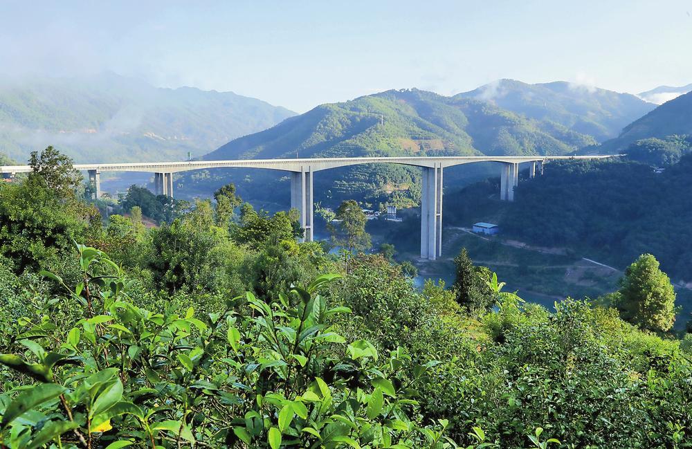 2024年昔歸古樹春茶品質如何？