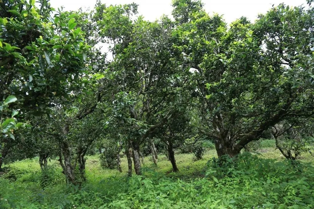 2024年昔歸古樹春茶價格是多少？