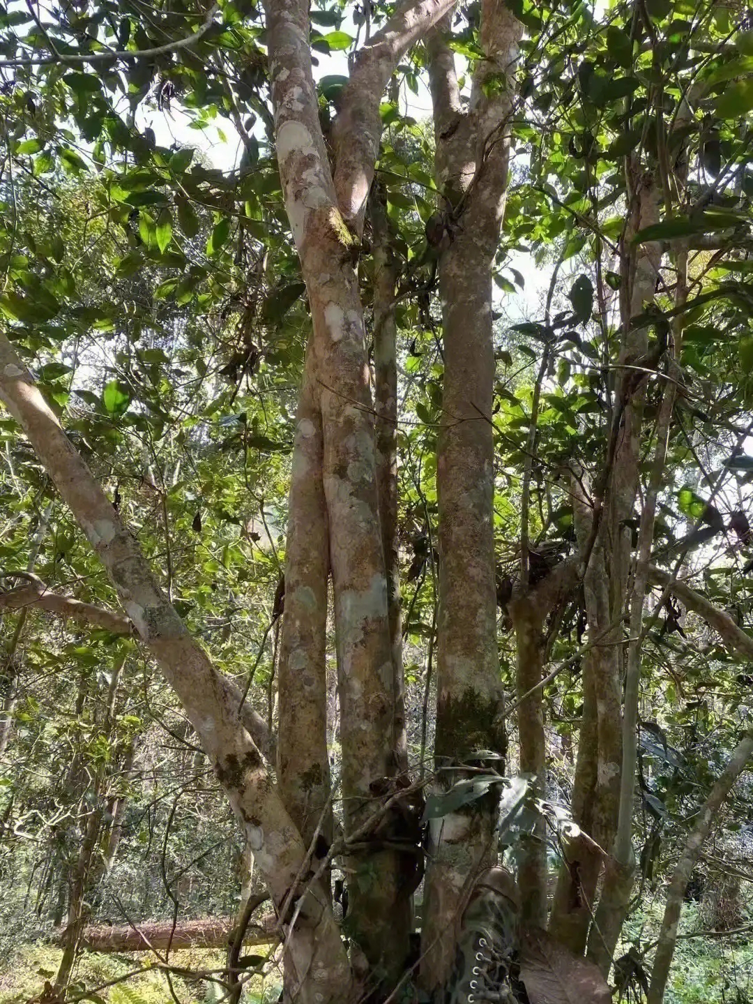 【薄荷塘】普洱茶為什么叫高桿茶？