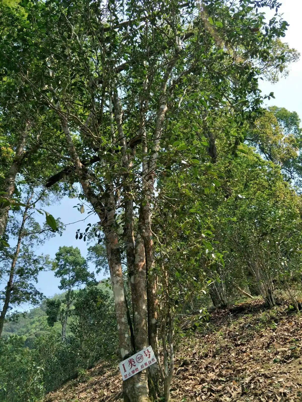 野境王者、普洱巔峰！薄荷塘成為普洱無(wú)冕之王的十大原因