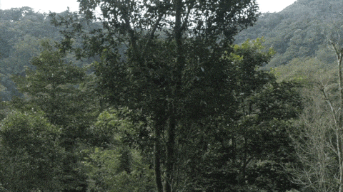 2025年易武古樹(shù)春茶價(jià)格是多少？